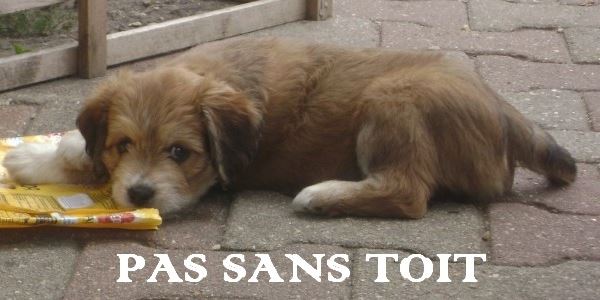 PAS SANS TOIT